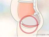 私密有肌肉吗,揭秘人体肌肉的隐秘角落